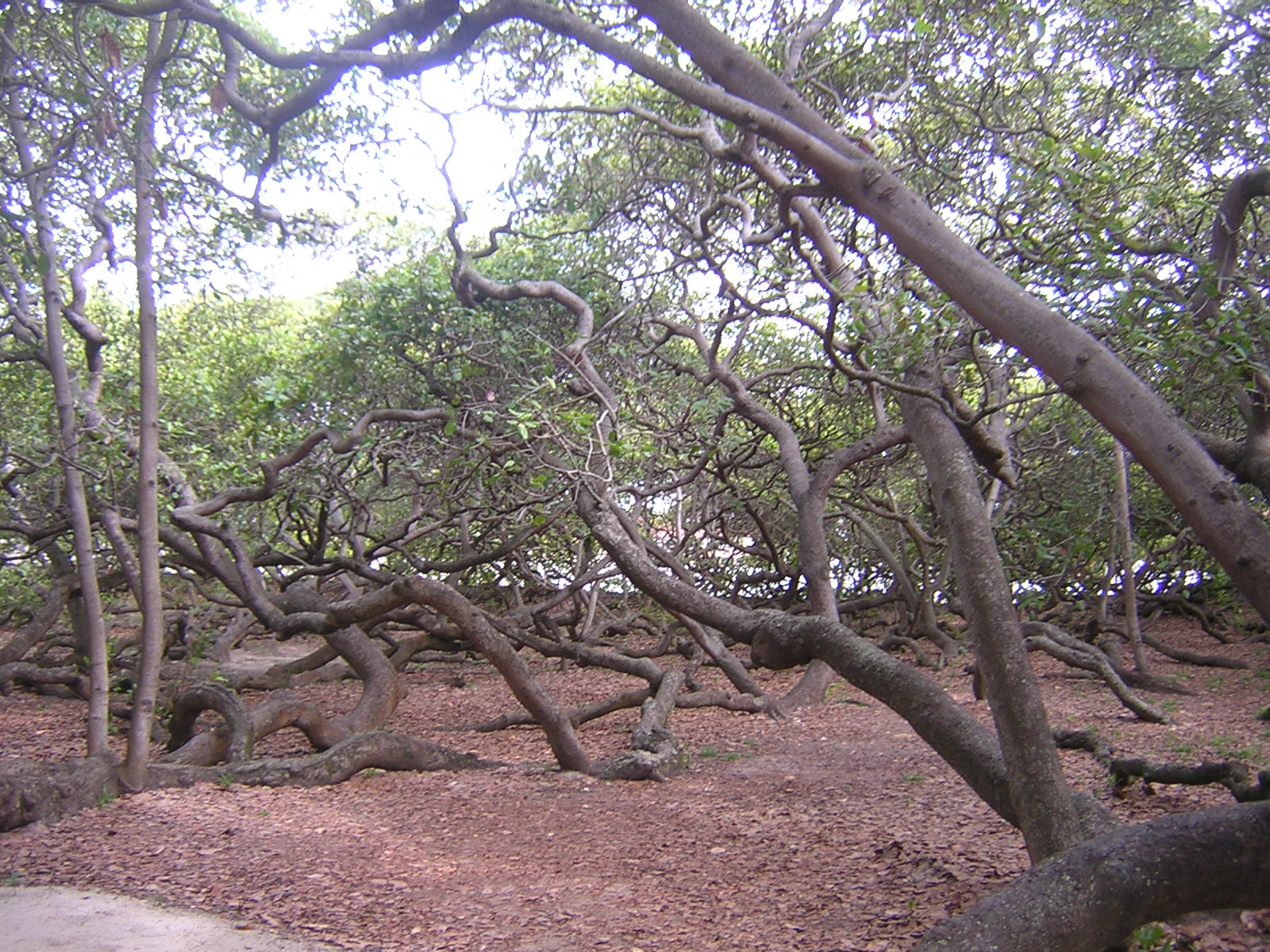 Cajueiro de Pirangi